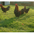 Malla de alambre hexagonal para alimentar a los patos de pollos